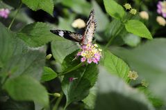 Schmetterling auf der Blüte