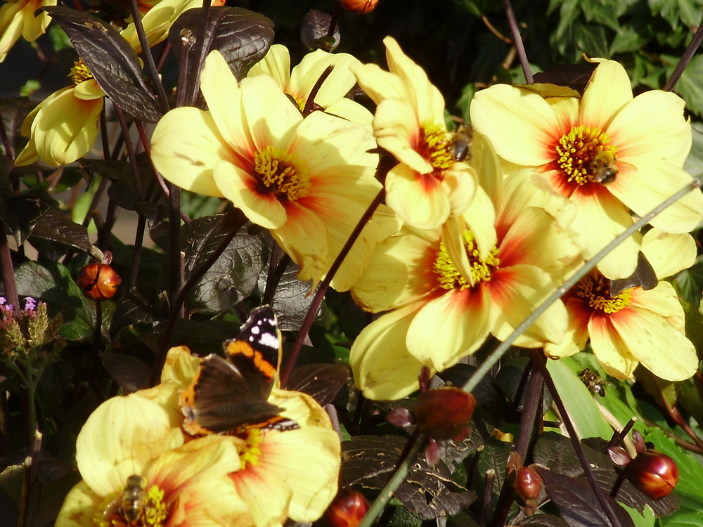 Schmetterling auf der Blüte