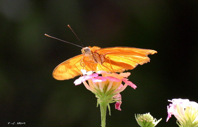 Schmetterling auf der Blüte