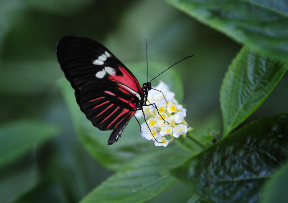 Schmetterling auf der Blüte