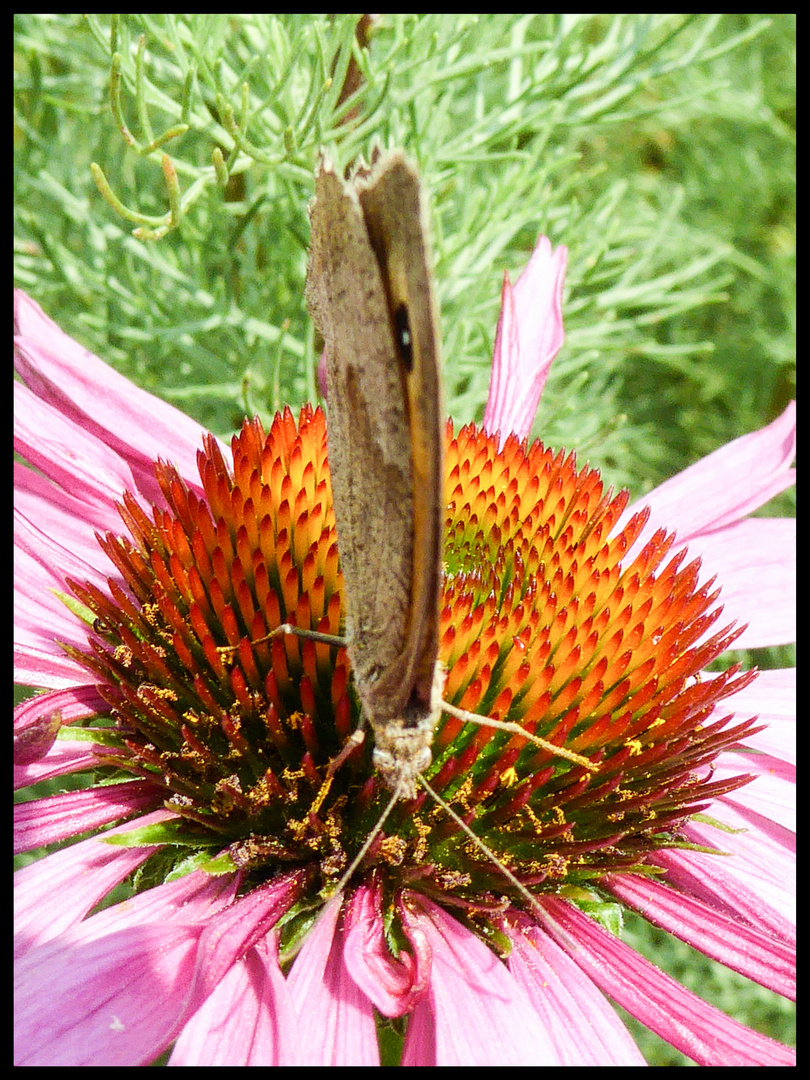 Schmetterling auf der Blüte