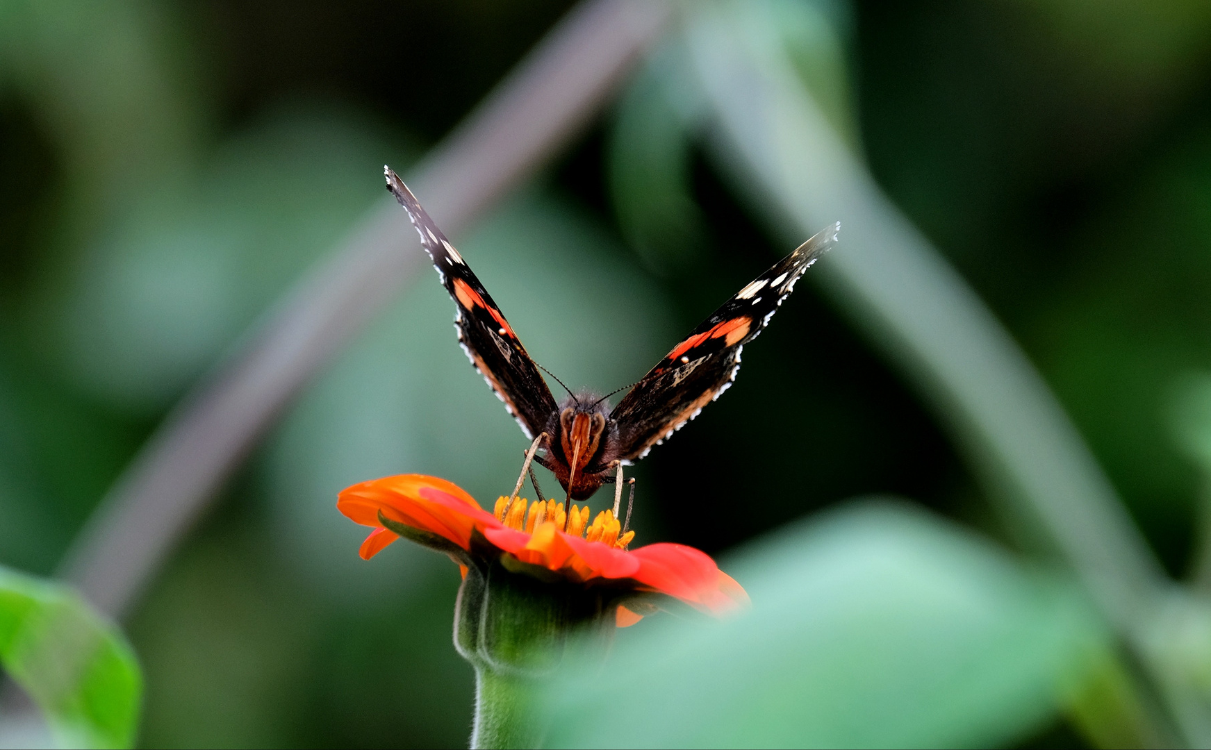 Schmetterling auf der Blüte