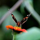 Schmetterling auf der Blüte