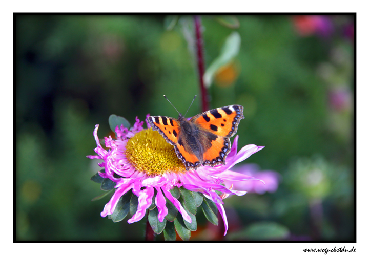 Schmetterling auf der Blüte II