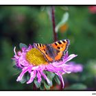 Schmetterling auf der Blüte II