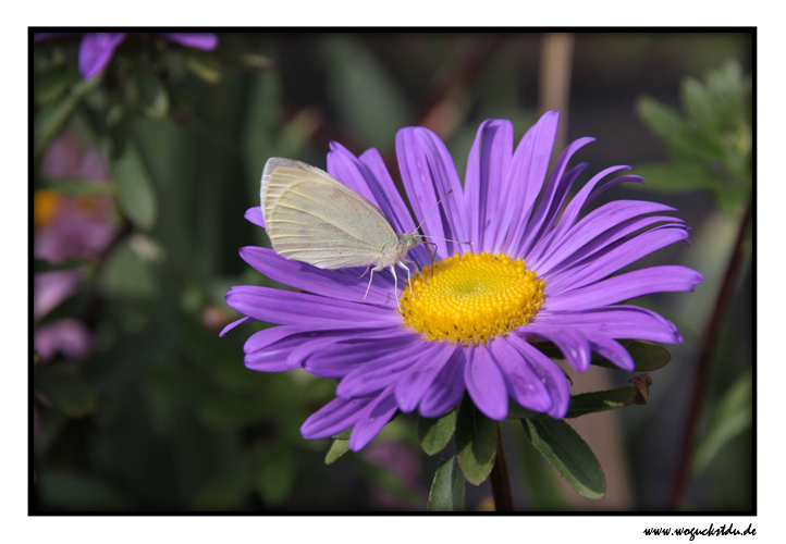 Schmetterling auf der Blüte III