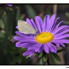 Schmetterling auf der Blüte III