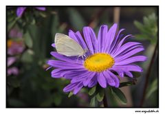 Schmetterling auf der Blüte III