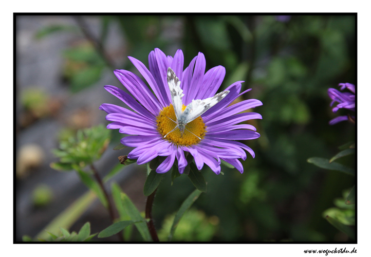 Schmetterling auf der Blüte IV