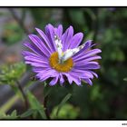 Schmetterling auf der Blüte IV