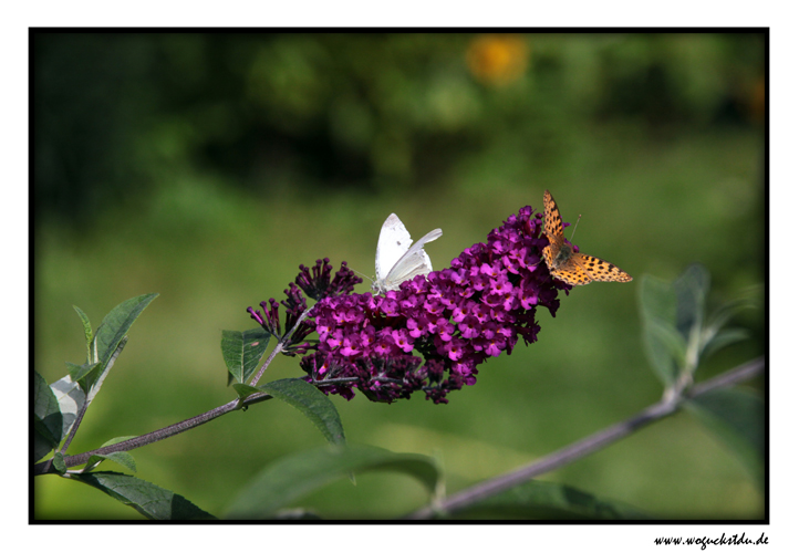 Schmetterling auf der Blüte V