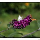 Schmetterling auf der Blüte V