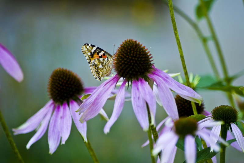 Schmetterling auf der Blume