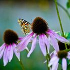 Schmetterling auf der Blume