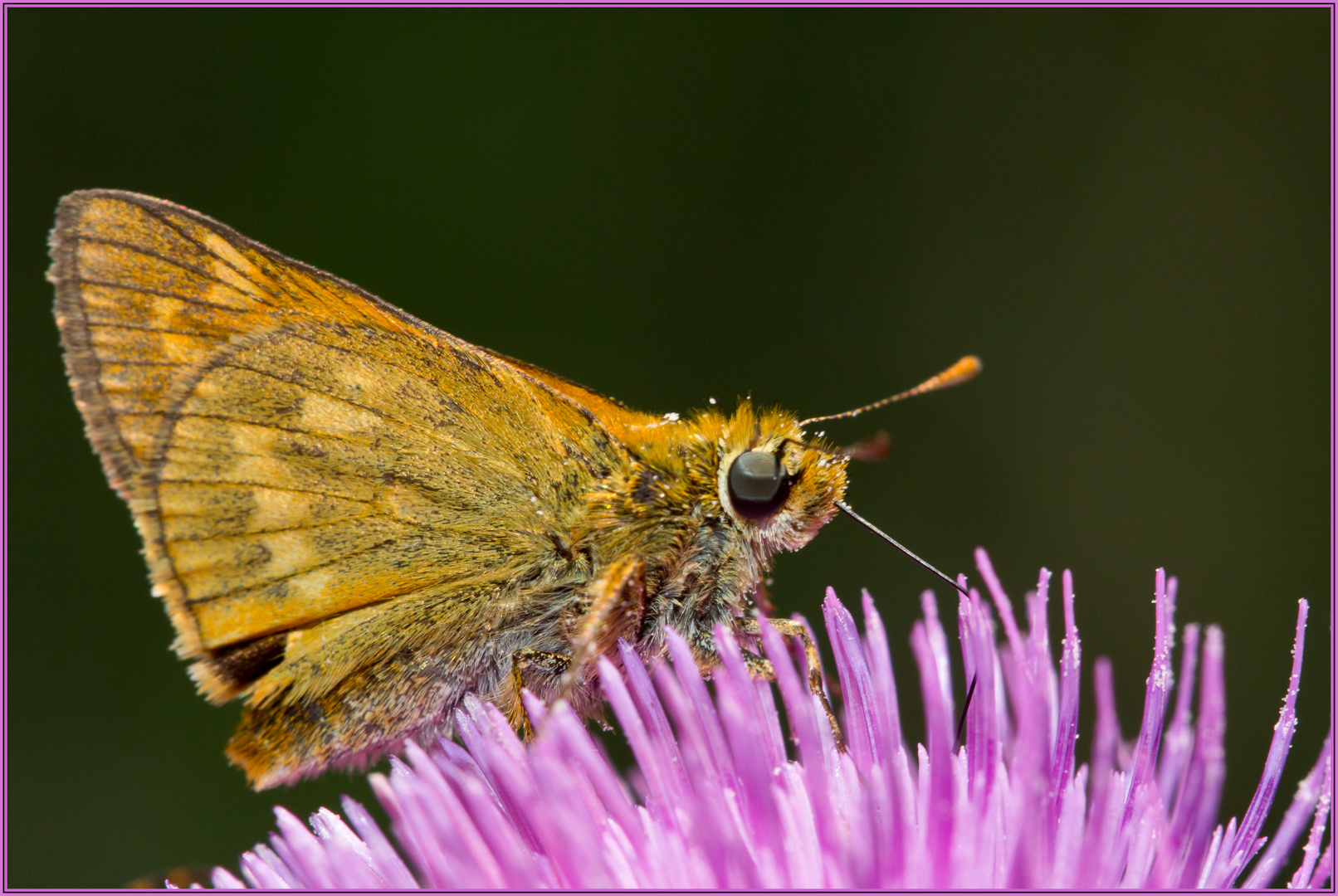 Schmetterling auf der Blume