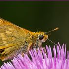 Schmetterling auf der Blume