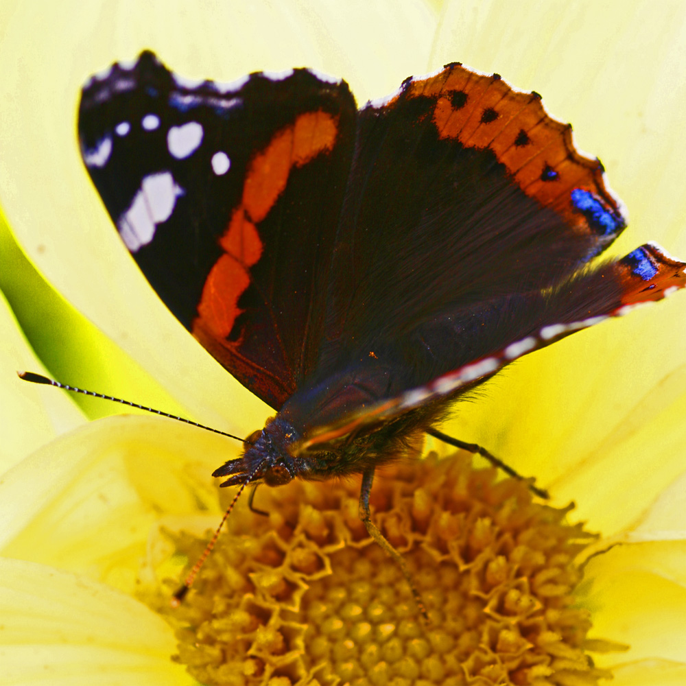 Schmetterling auf der BUGA 2009