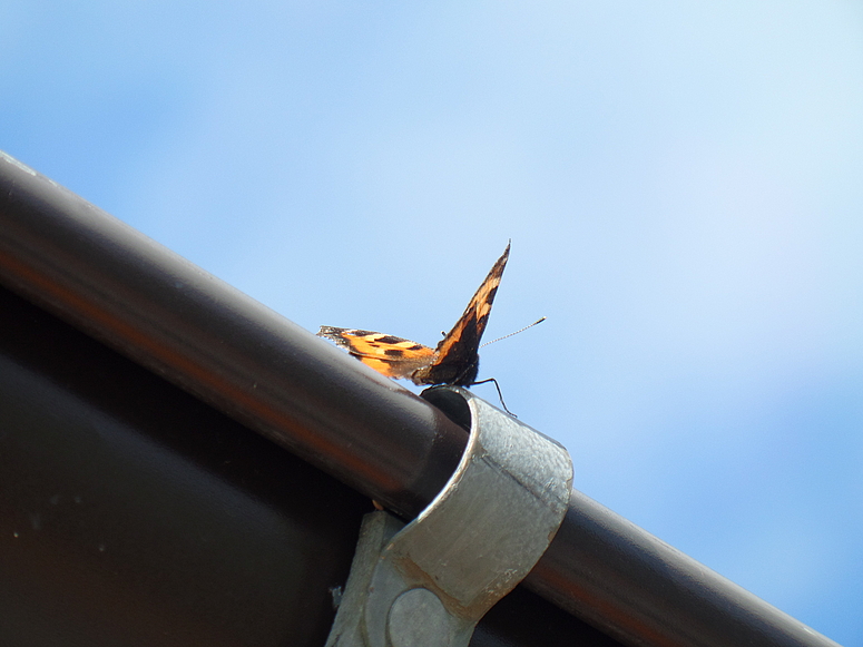 Schmetterling auf der Dachrinne