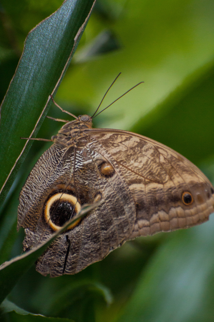 Schmetterling auf der Ega in Erfurt