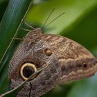 Schmetterling auf der Ega in Erfurt