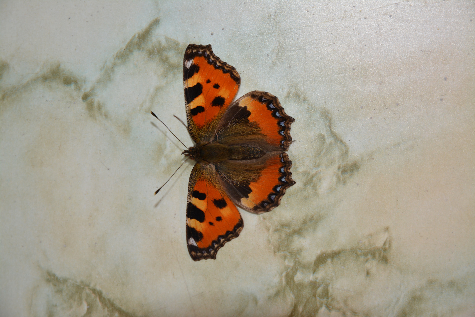 Schmetterling auf der Fensterbank im Winter