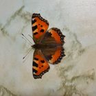 Schmetterling auf der Fensterbank im Winter