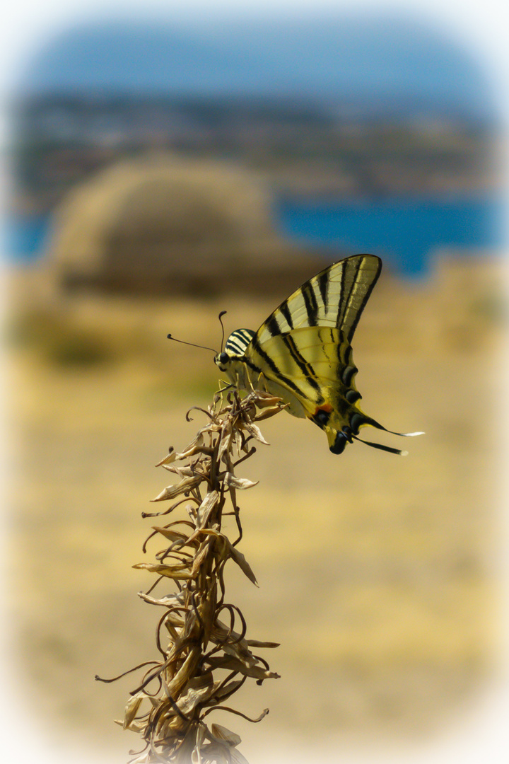 Schmetterling auf der Festung Fortezza in Rethymno