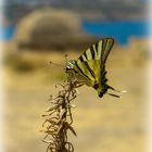 Schmetterling auf der Festung Fortezza in Rethymno