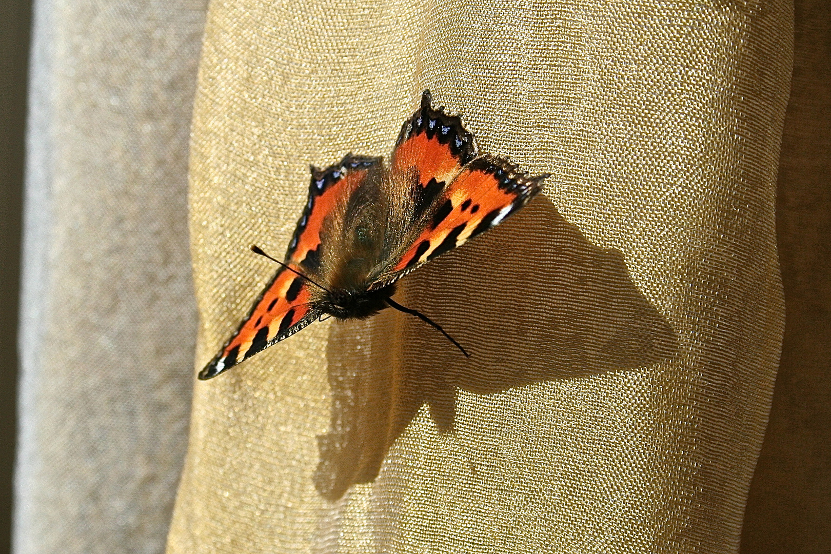 Schmetterling auf der Gardine
