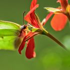 Schmetterling auf der Geranie