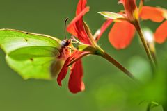 Schmetterling auf der Geranie