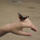 Schmetterling auf der Hand