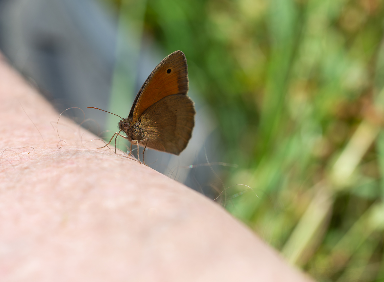 Schmetterling auf der Hand