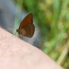 Schmetterling auf der Hand