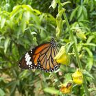 Schmetterling auf der Insel Koh Phi Phi