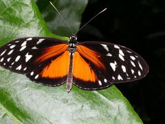 Schmetterling auf der Insel Mainau