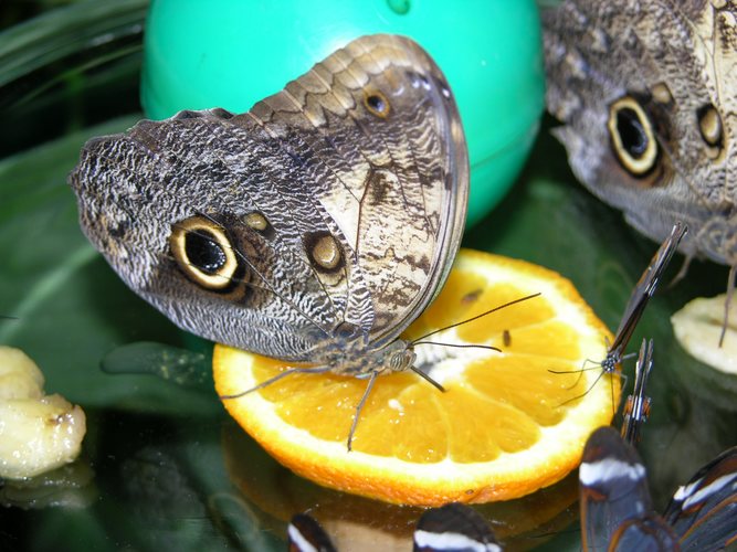 Schmetterling auf der Insel Mainau