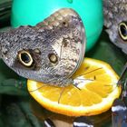 Schmetterling auf der Insel Mainau