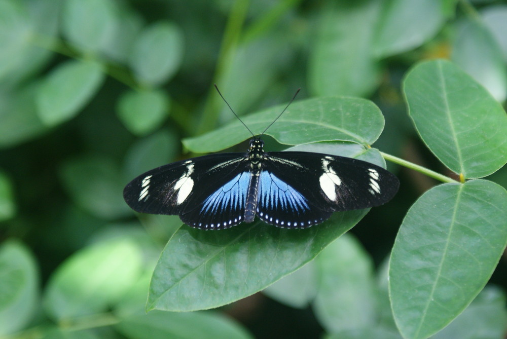 Schmetterling auf der Insel Mainau