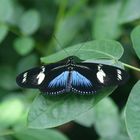 Schmetterling auf der Insel Mainau