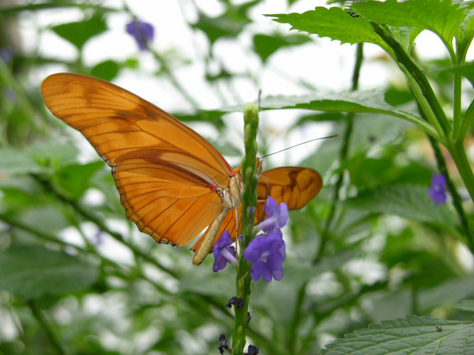 Schmetterling auf der Insel Mainau II