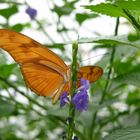 Schmetterling auf der Insel Mainau II