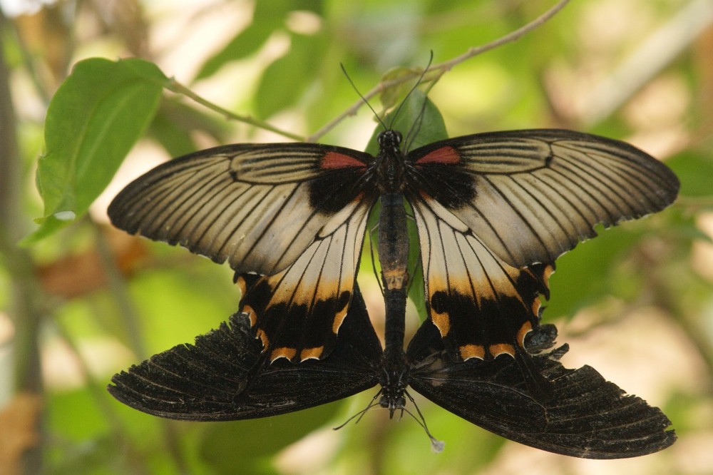 Schmetterling auf der Insel Usedom