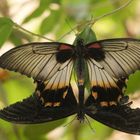 Schmetterling auf der Insel Usedom