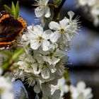 Schmetterling auf der Kirschblüte