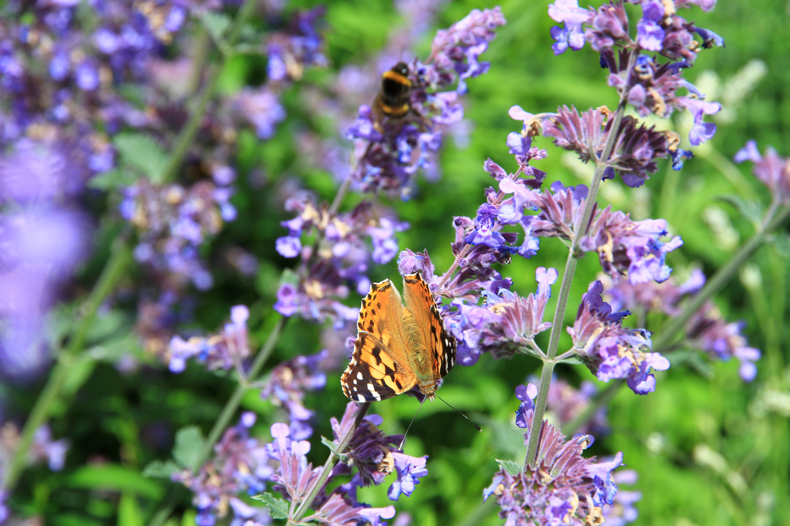 Schmetterling auf der LAGA 2014 in Zülpich