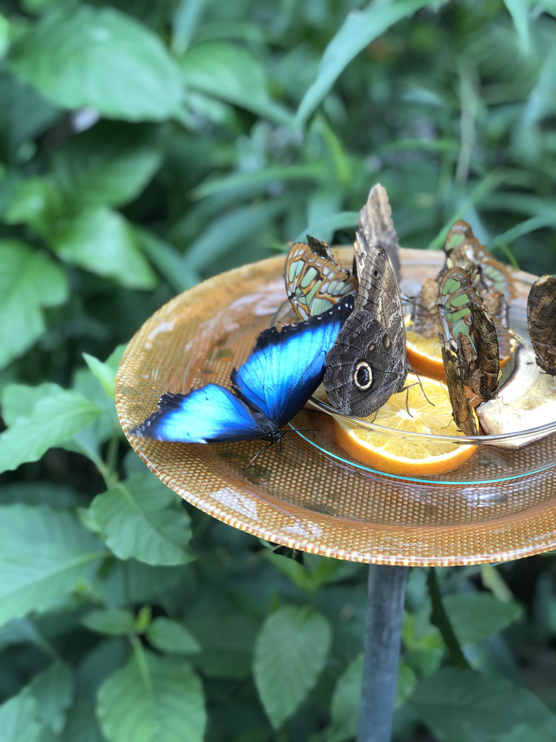 Schmetterling auf der Mainau