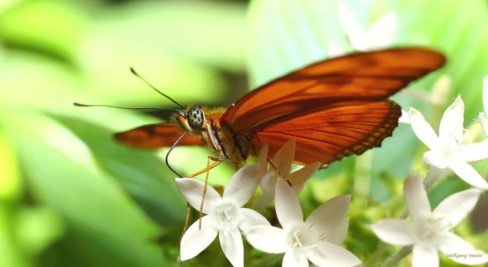 Schmetterling auf der Mainau