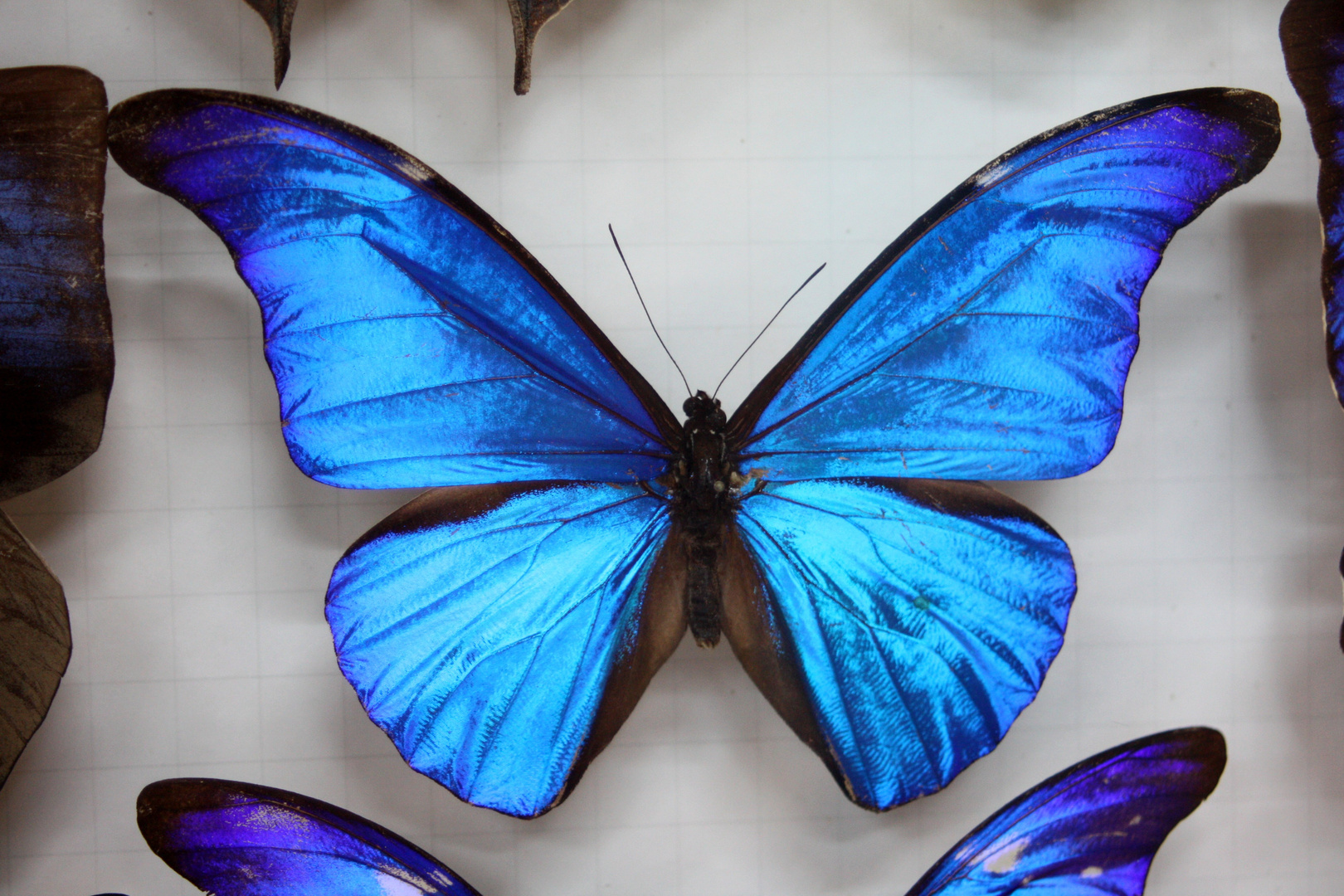 Schmetterling auf der Nano-Ausstellung in Mannheim