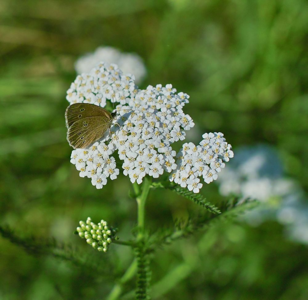 Schmetterling auf der Schafgarbe.Es ist ein Schornsteinfeger .